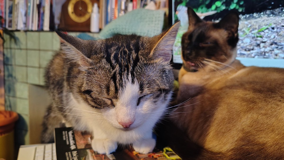 DuffyCatNL's tweet image. We were watching wildlife videos but we both fell asleep 😽😹 Happy #Friyay everypaw (Tim and Cookie) 🤎🩵