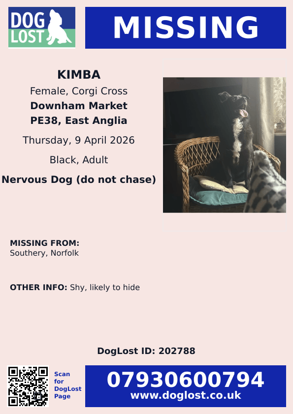 🆘9 APR 2026 #Lost Kimba #ScanMe
Corgi Cross Female
#Southery #Norfolk #PE38
County #DownhamMarket #Cambridgeshire
doglost.co.uk/dog/202788