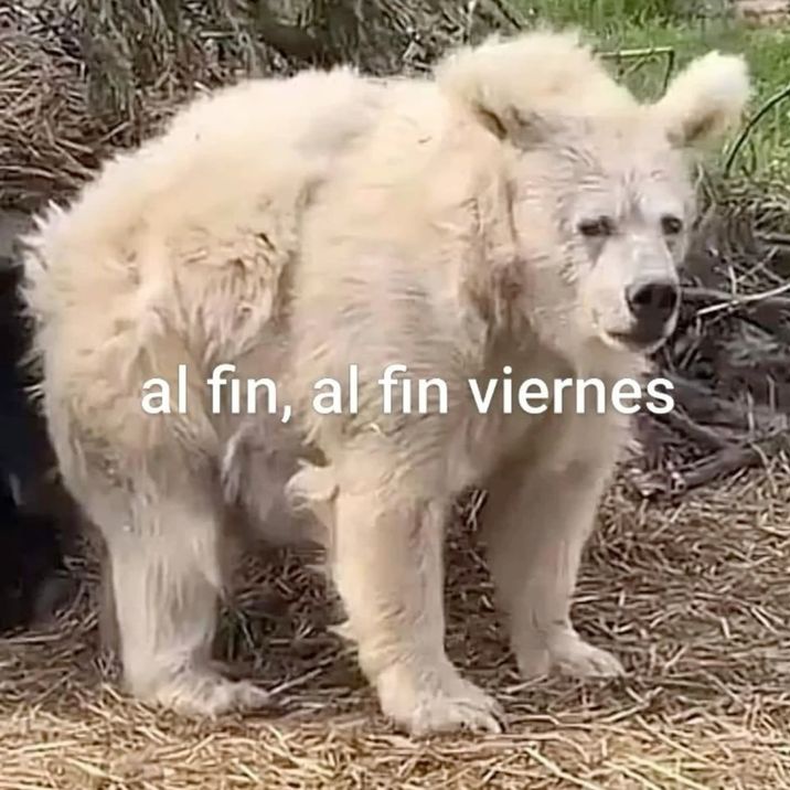 LA CASA Streaming tweet media