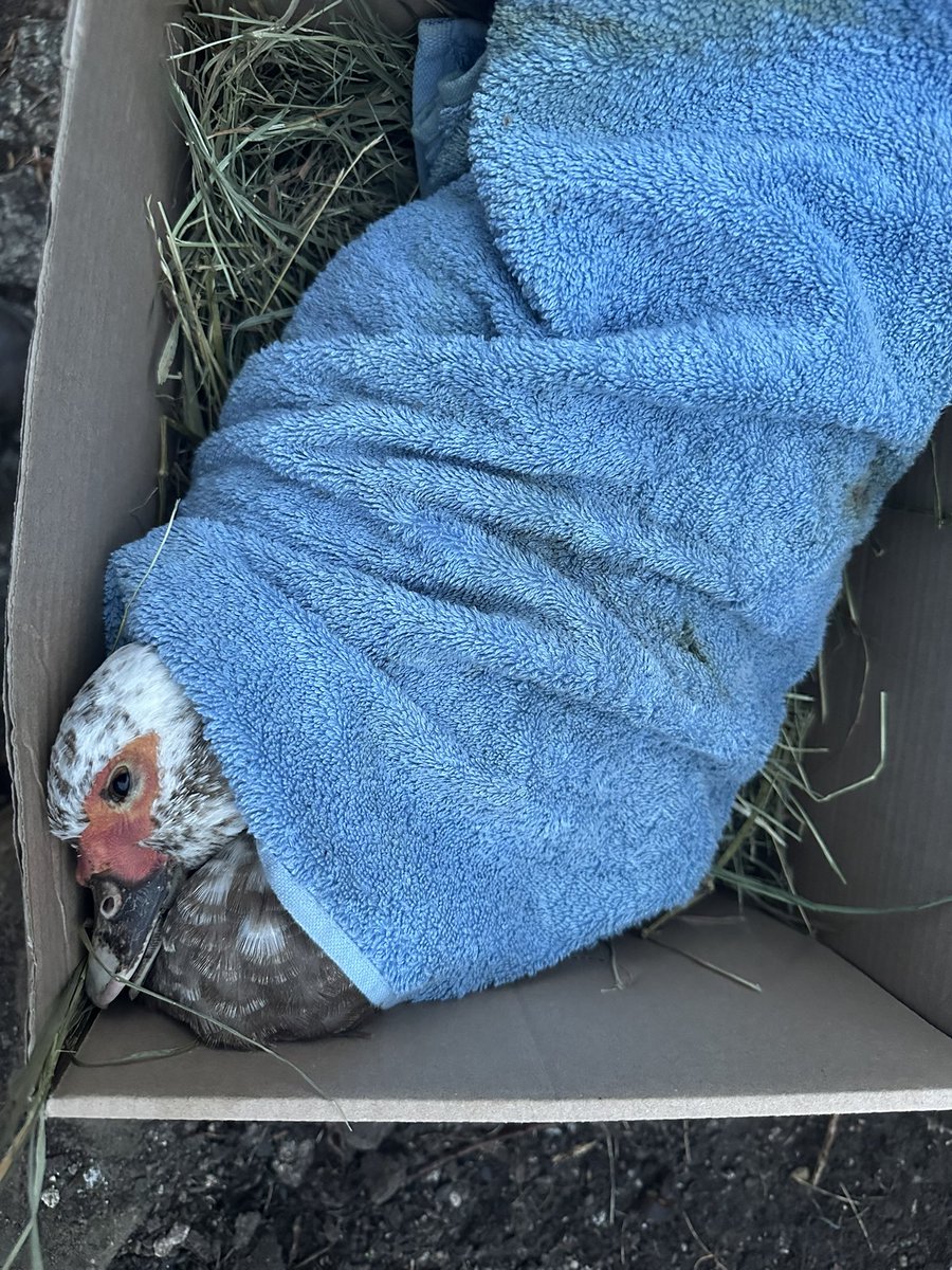 caprettu tweet media