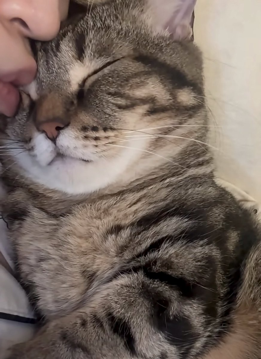 Si existiera un botón de emergencia emocional para mí, tendría forma de gatito.