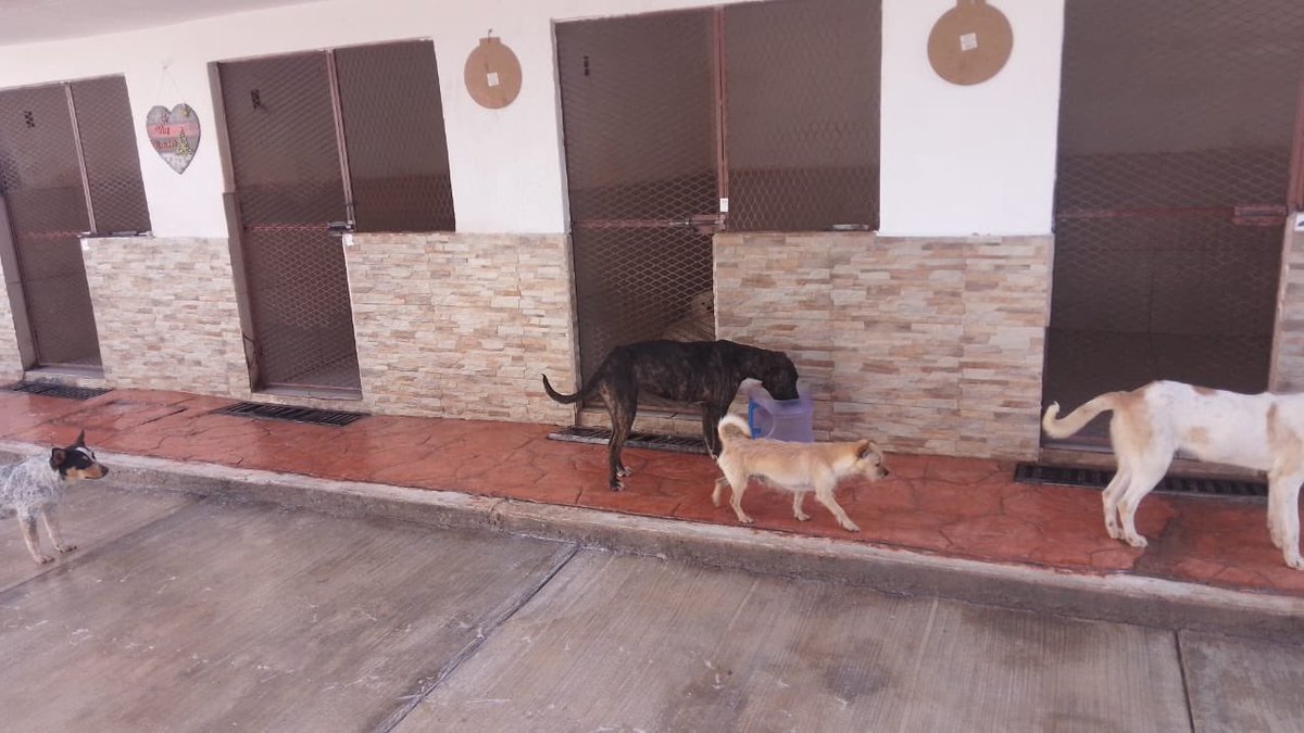 Peludos Desamparados tweet media