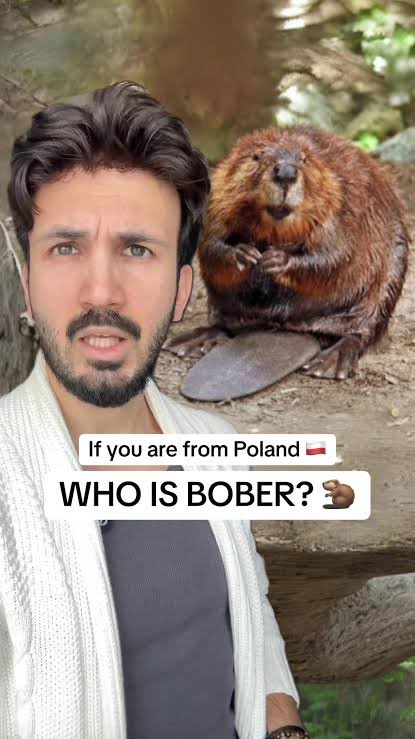 Jacenty910's tweet photo. @joemccann You're right. In a world of AI slop, people crave something real. 🦫
That’s why $BOBR is taking over. Pure Polish culture &amp; energy, building a dam against fake tokens. 🇵🇱🏗️
The Real Deal: https://t.co/Z6UiodRfjX
#Solana #BoberKurwa $BOBR https://t.co/oGXw06buTB
