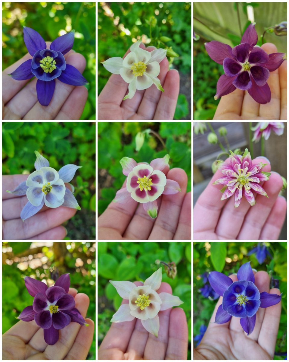 🌱Daphne Meadows tweet media