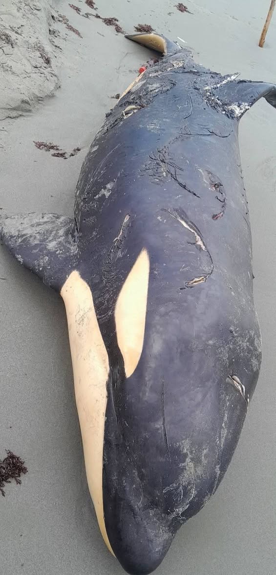 ColombiaOscura's tweet image. #TRISTE 😥 Hallan ballena orca sin vida en playas de Moñitos, Córdoba. El inusual hallazgo de este gigante marino en el litoral cordobés tiene conmocionados a habitantes y turistas. Autoridades ambientales se desplazan a la zona para investigar las causas de la muerte del cetáceo