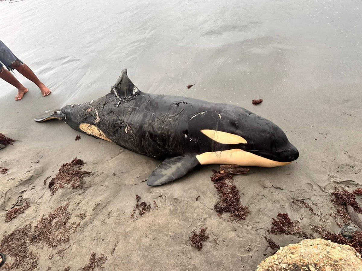 ColombiaOscura's tweet image. #TRISTE 😥 Hallan ballena orca sin vida en playas de Moñitos, Córdoba. El inusual hallazgo de este gigante marino en el litoral cordobés tiene conmocionados a habitantes y turistas. Autoridades ambientales se desplazan a la zona para investigar las causas de la muerte del cetáceo