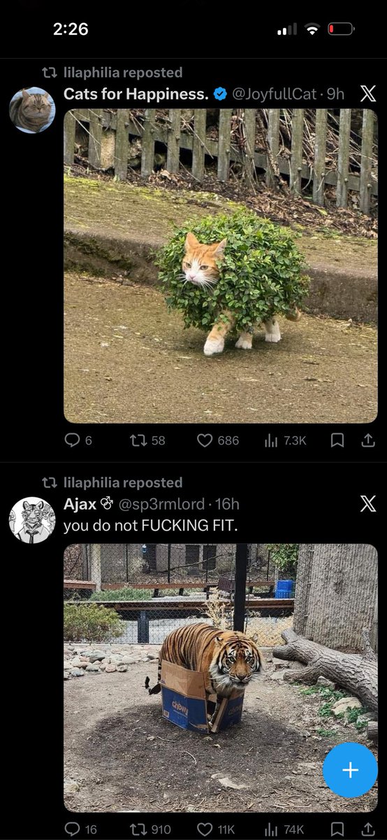 same but different 🐱