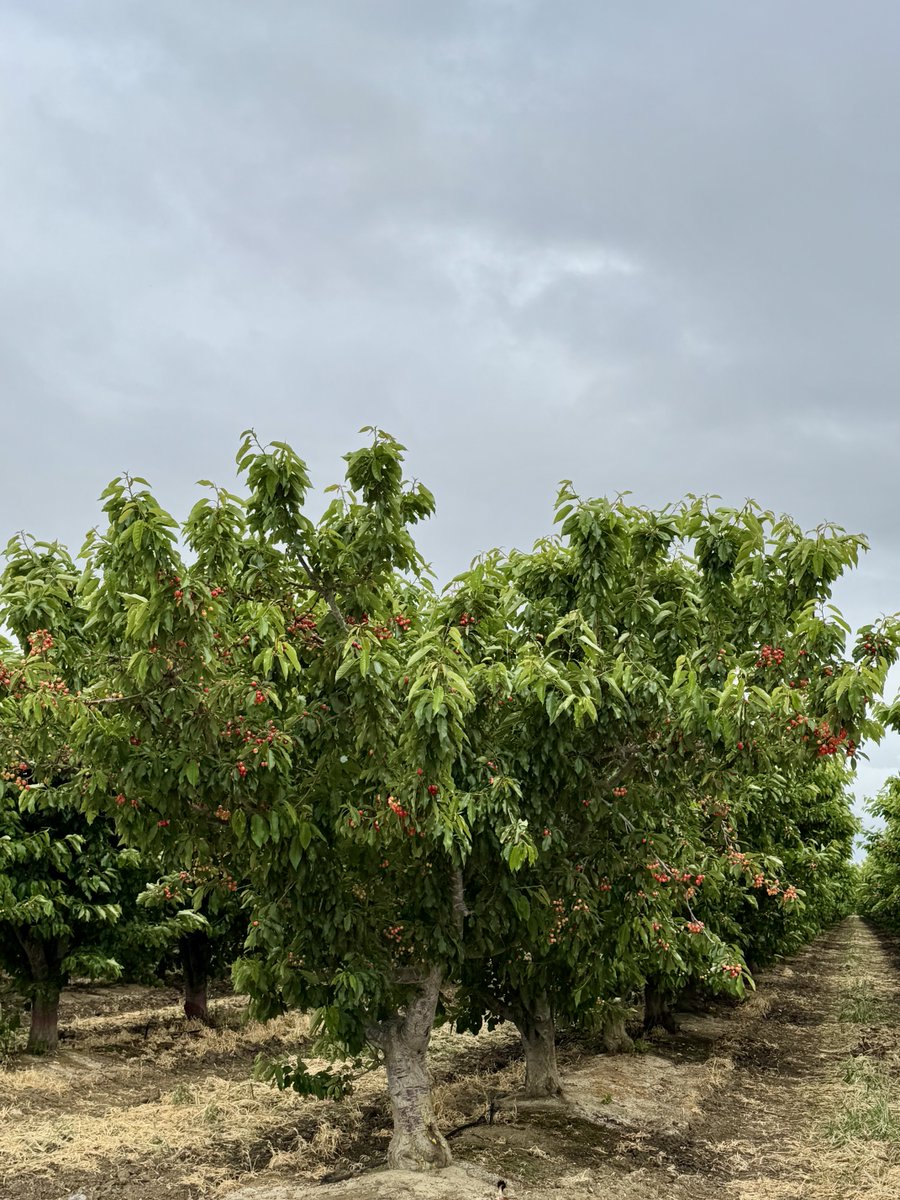 JoeDelBosque's tweet image. What’s wrong with this picture? #cherries #California #farmerproblems