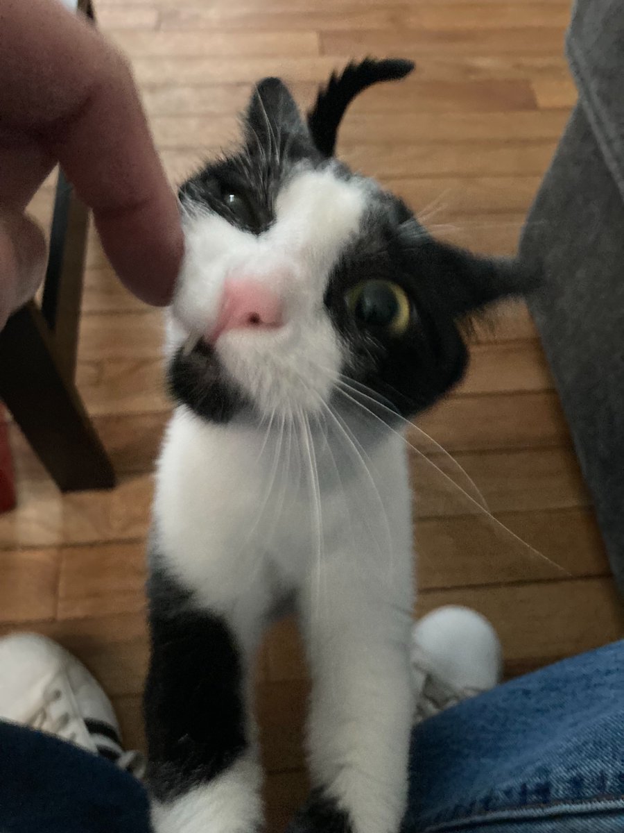 ᴾˢʸᶜʰᵒⁿᵃᵘᵗ Arby’s tweet media