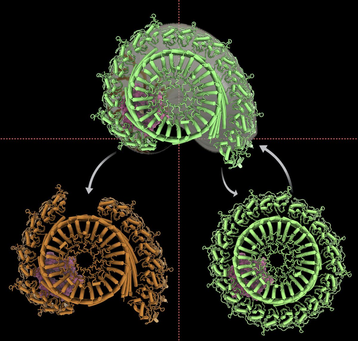 AGhanbarpour's tweet photo. What is the biologically active conformation of SPFH membrane assemblies?
Our new @CellReports paper shows it’s the dynamics that matter. SPFH complexes switch states to regulate proteolysis and locking them “closed” impairs bacterial fitness under stress. https://t.co/qoW181hrZy https://t.co/on3Pi6xJzZ