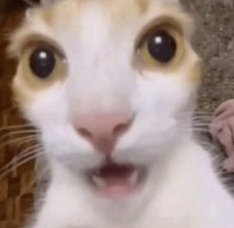 Edy 🪷 tweet media