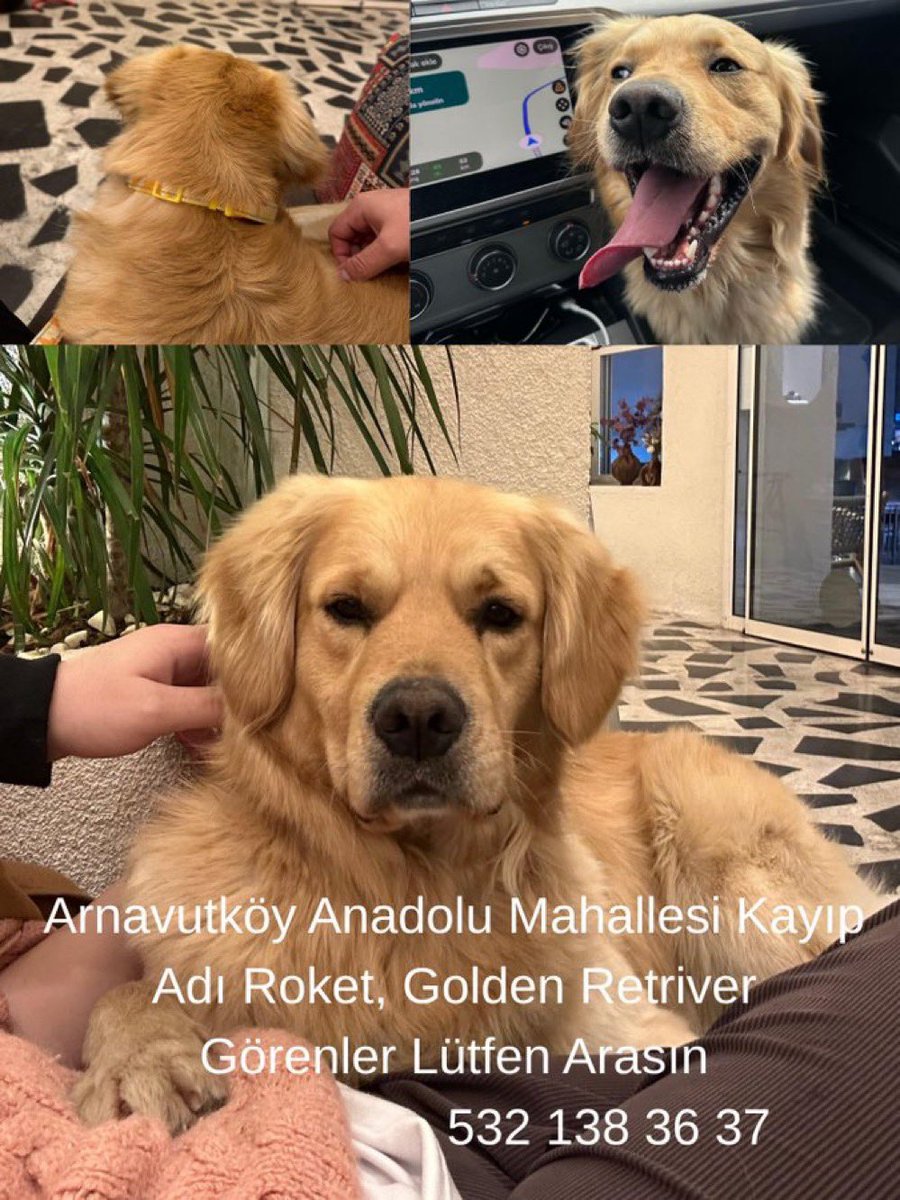 masum_gozler's tweet photo. İSTANBUL - ARNAVUTKÖY / KAYIP KÖPEK ARANIYOR❗⚠️ 0532 138 36 37

Roket isimli Golden Retriever cinsi, Hakan Demirel adına kayıtlı 8 Nisan sabah saatlerinde kayboldu. Kaybolduğu yer: Arnavutköy Anadolu mahallesi civarı. Üzerinde sarı tasması vardı.
Roket'i ailesine kavuşturalım 🙏 https://t.co/pXqNo464P3