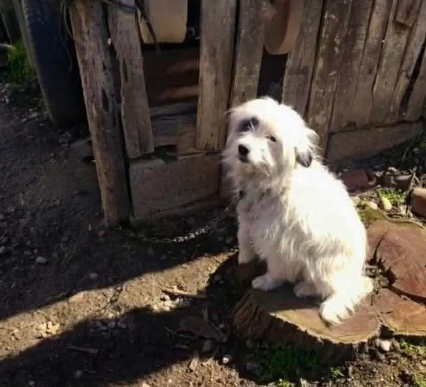 Second Chance Dog Rescue tweet media