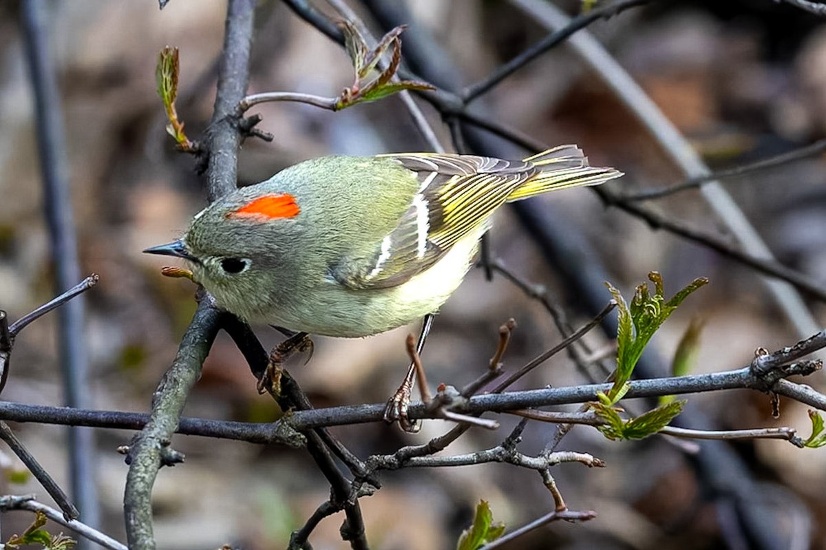 ValerieBlock's tweet image. Ruby crowned Kinglet showing off its ruby crown in the ramble the other day.  It’s not too often that they reveal their rosy patch, so I feel lucky to have caught him at the right moment! #birdcpp #birding #canonphotography #wildlife #springmigration
