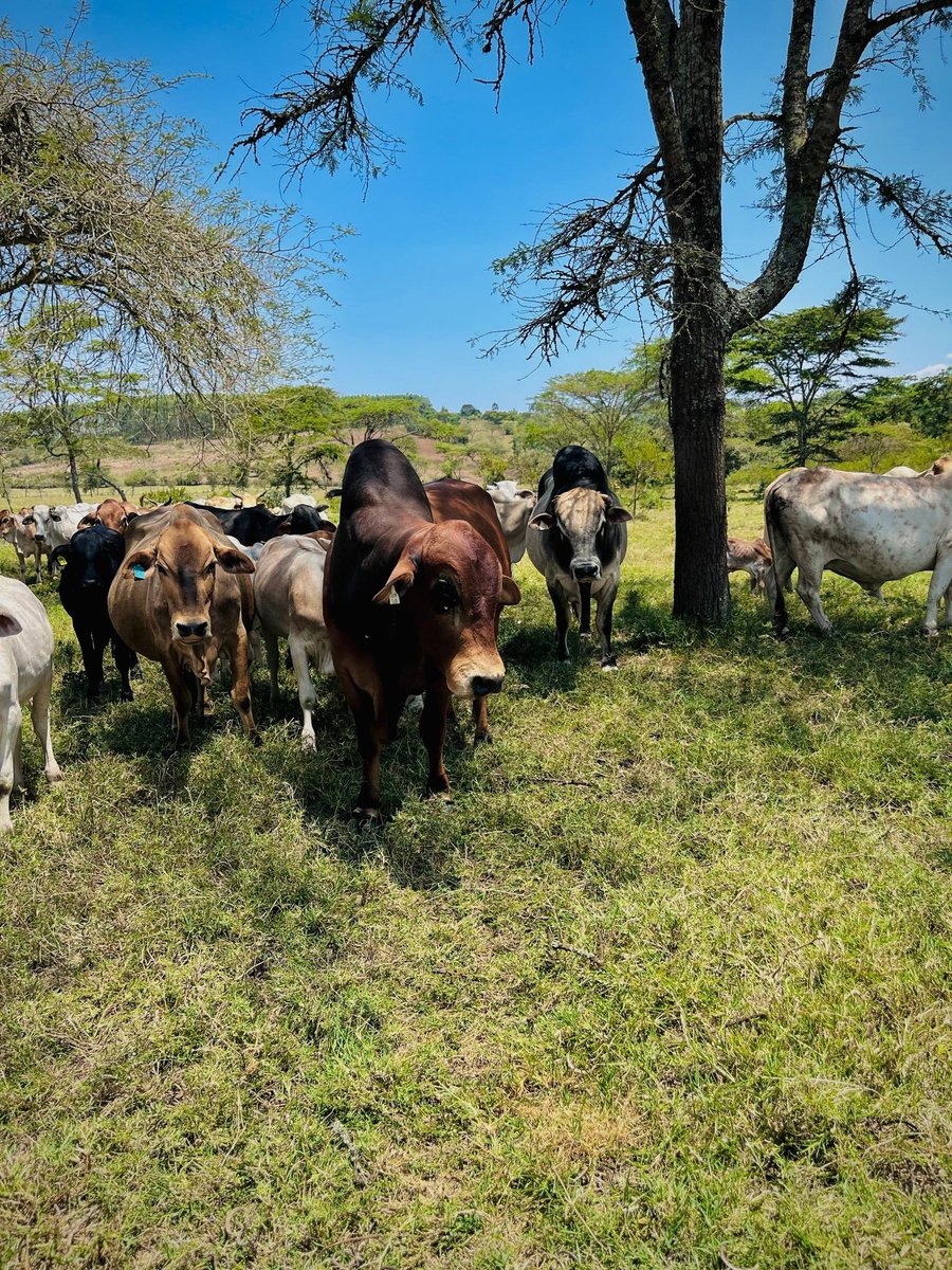 kraal's family tweet media