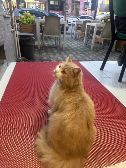 Masum Gözler tweet media