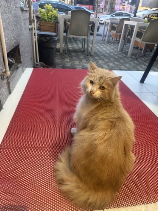 Masum Gözler tweet media