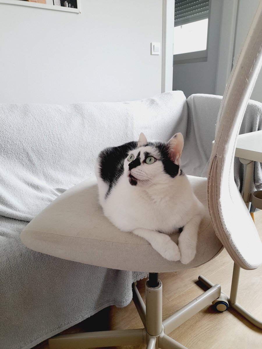 TannyFitzgerald's tweet photo. Btw. ovo mi danas iskočilo na Fejsu dok sam se zafrkavala s timom...evo ne znam što da mislim...😎😻😂 #catlover #catpower https://t.co/QRXobBR5G5
