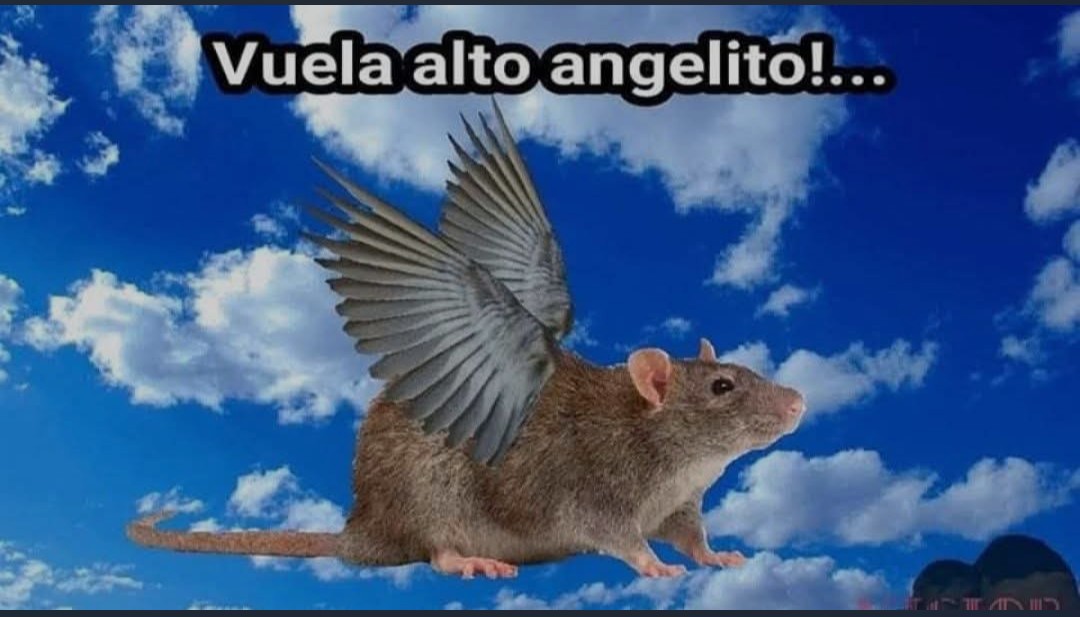 Lean🇦🇷🇵🇸🇷🇺✌️ tweet media