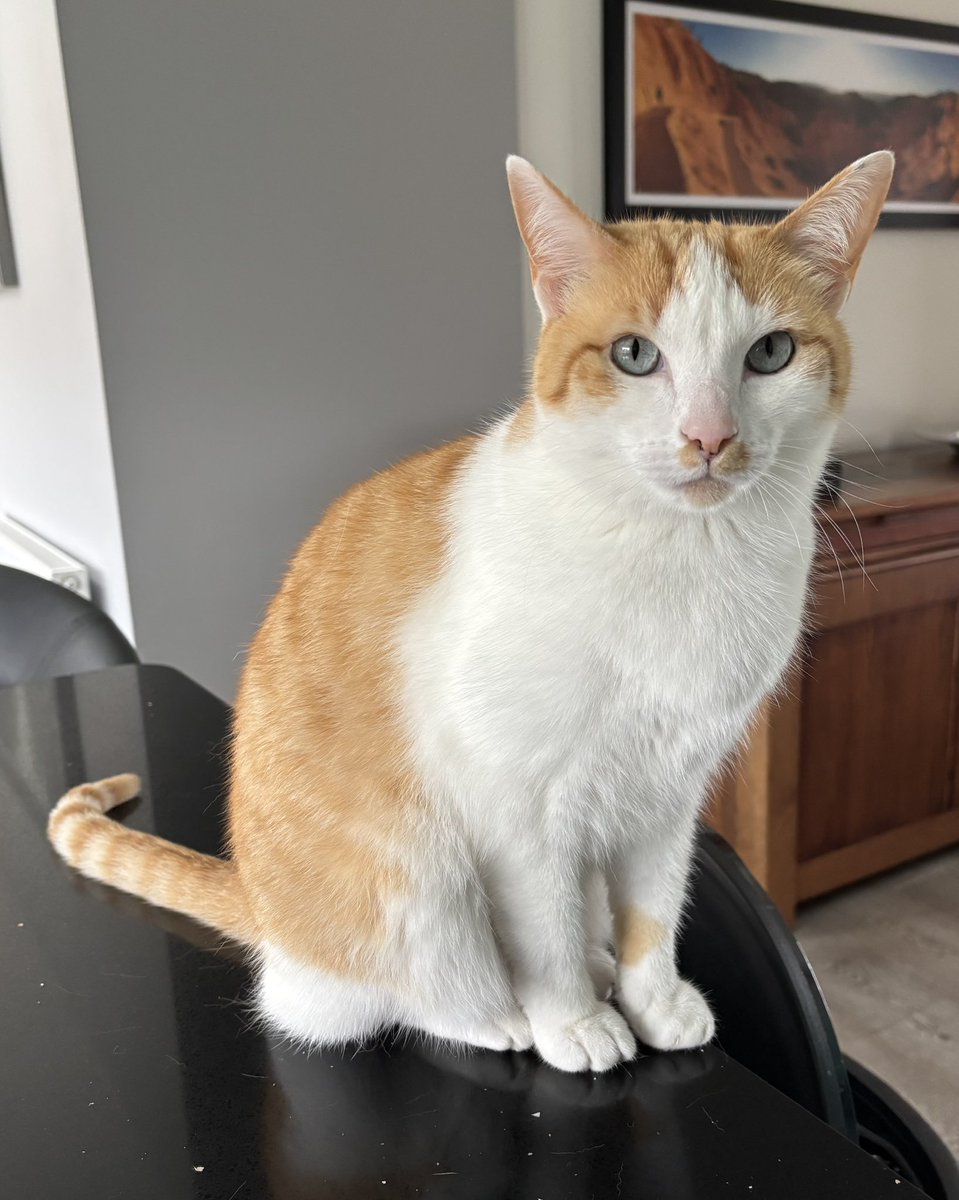 MangoAndChutney 🐈🐈 tweet media