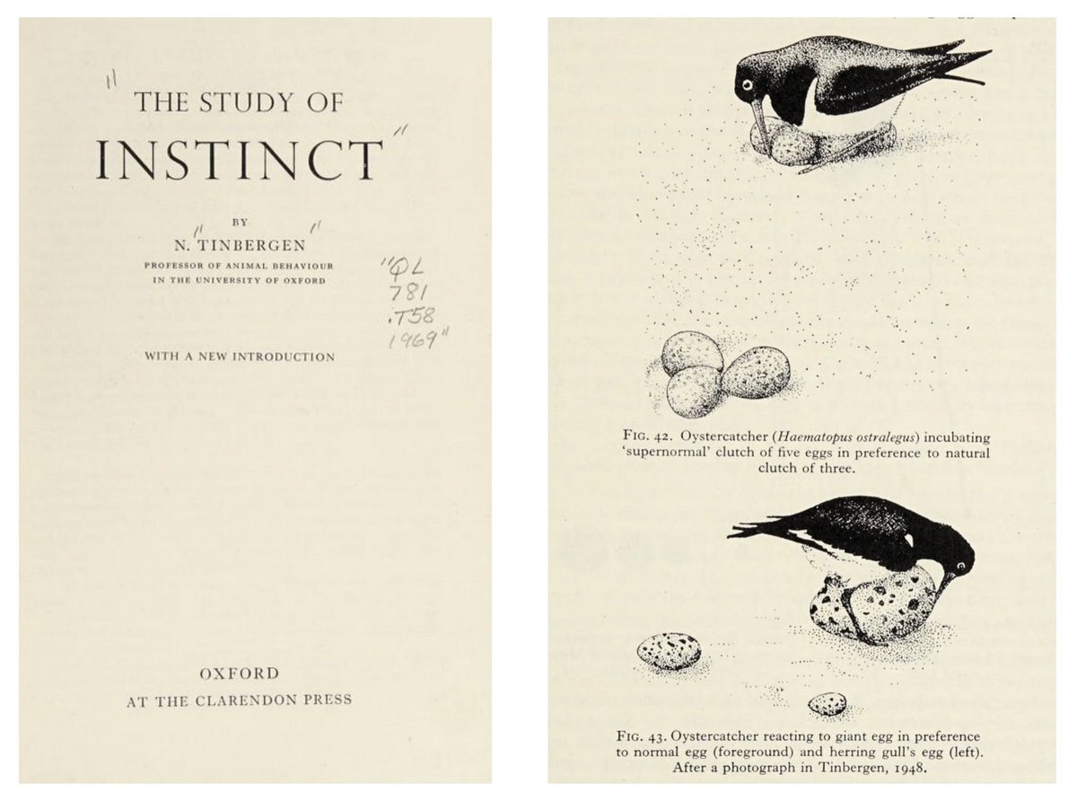 Darshak Rana ⚡️ tweet media