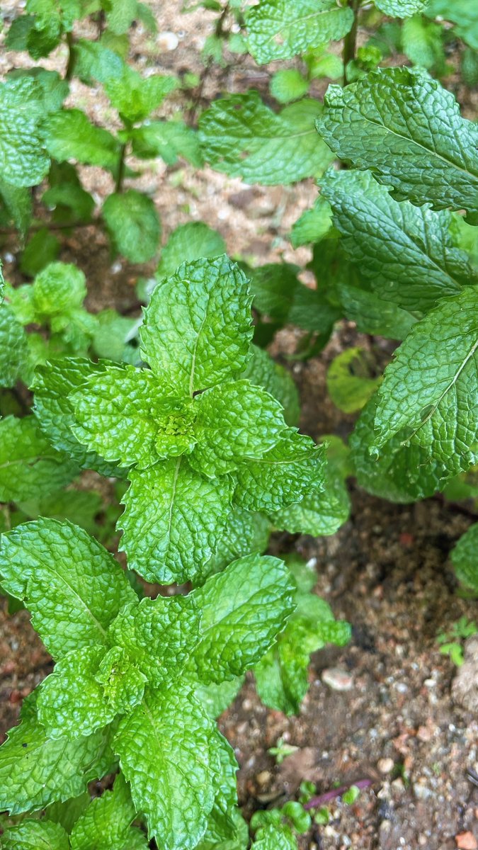 joebrook tweet media