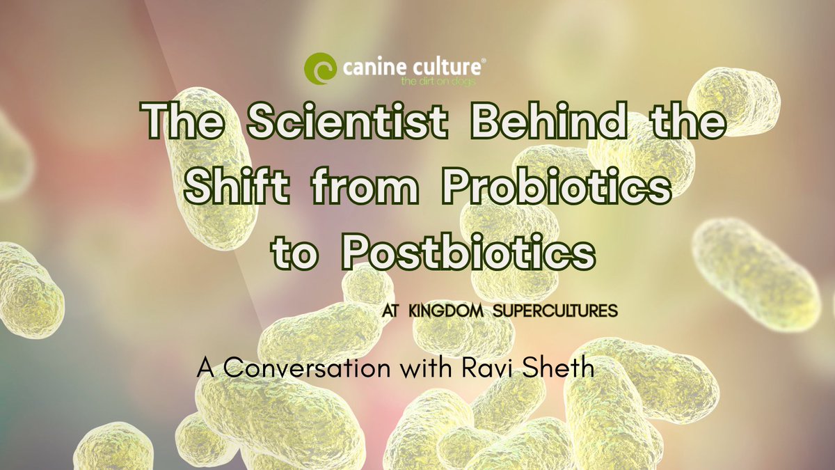 CanineCulture's tweet image. “Are you seeing #postbiotics pop up on your radar yet?”
Probiotics have been the go-to for years, but are they just scratching the surface?🐕🧪
I spoke with Ravi Sheth of KingdomSupercultures and the future of sentient heath. 
Read the full interview on #CanineCulture 
#doghealth