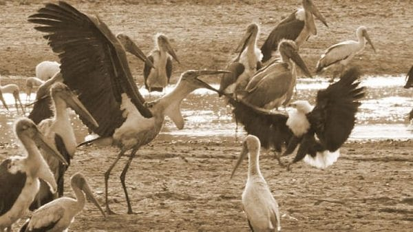 Volkan Giritli 🇹🇷🇦🇿 tweet media