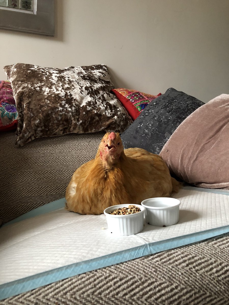 ash 🪿 tweet media