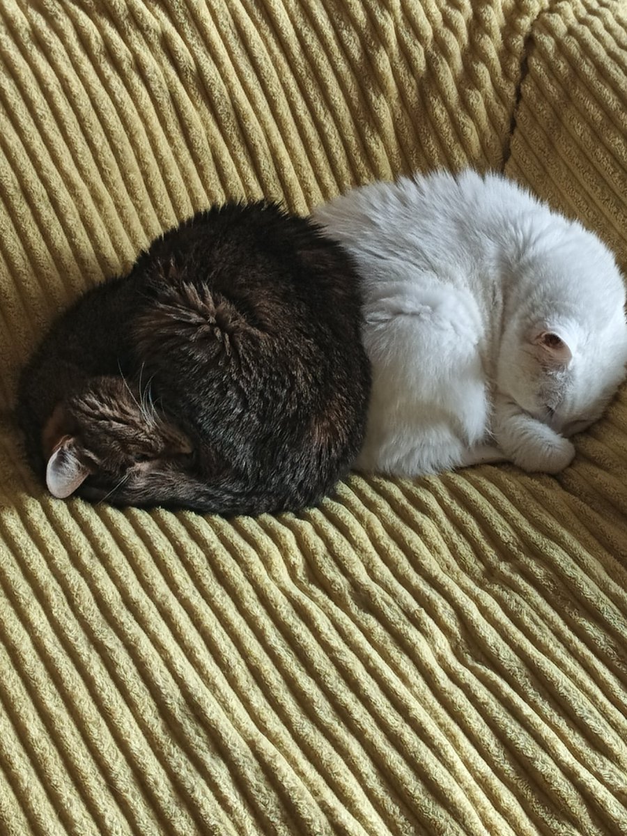 taranvasik's tweet photo. @ponaehala Котов покажу) правда котик очень старенький и болен https://t.co/3X0gPdz31y