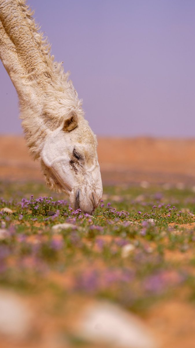 فهد مسلم الجنيدي | مصور 🤳 tweet media