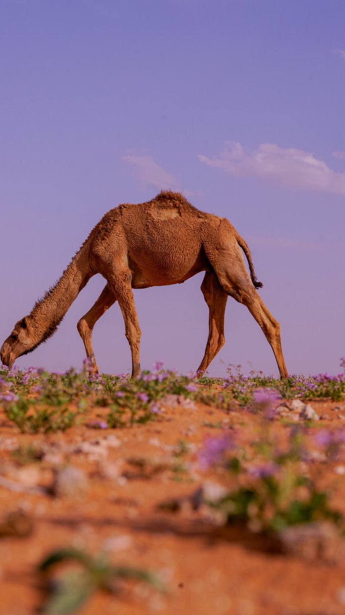 فهد مسلم الجنيدي | مصور 🤳 tweet media