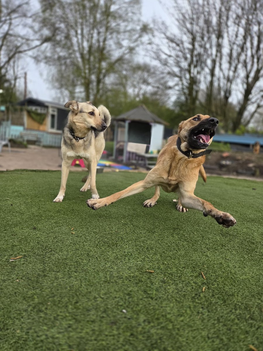 Dogs 4 Rescue tweet media