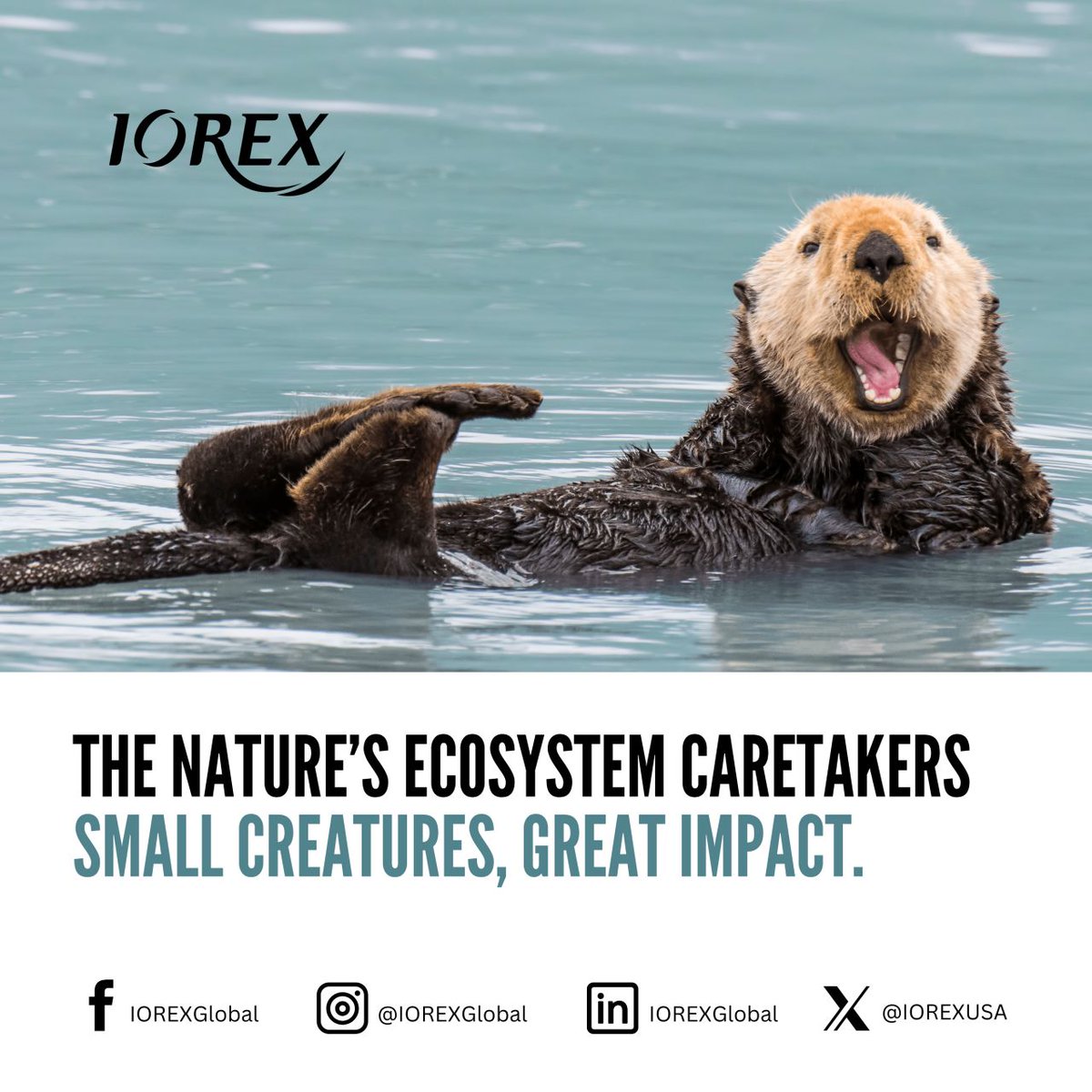 IOREXGlobal's tweet photo. 🦦 Otters: Ecosystem Caretakers

River otters keep waterways healthy by maintaining fish populations and controlling invasive species.

Small creatures, big impact. https://t.co/usYjNvSQTo