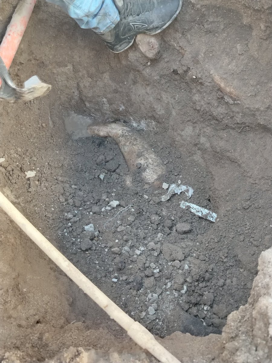 LuisCardenasMX tweet media