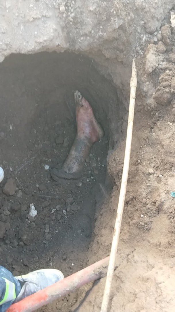 LuisCardenasMX tweet media