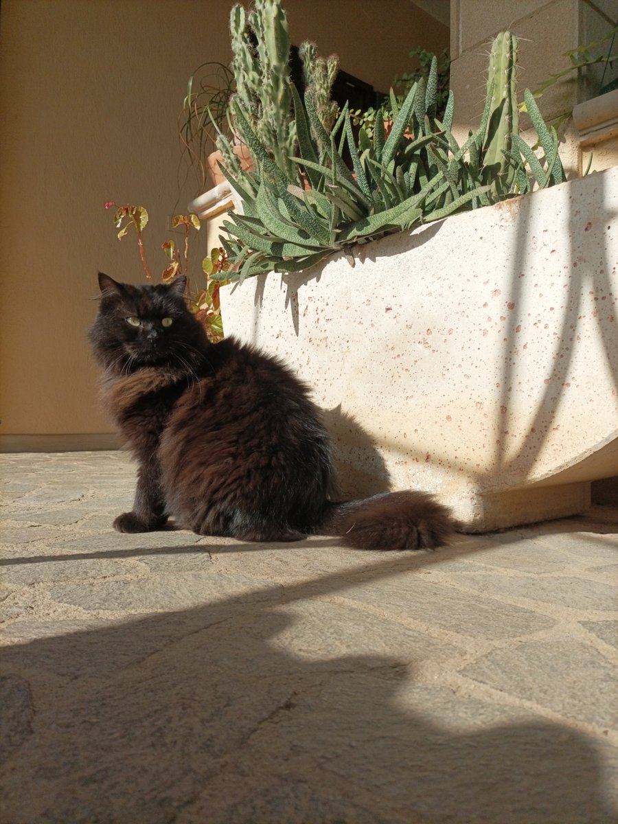 _Paige91_'s tweet photo. @nyantamach222 Kylo, dall' Italia 🐈‍⬛ https://t.co/cdts6Du9VJ