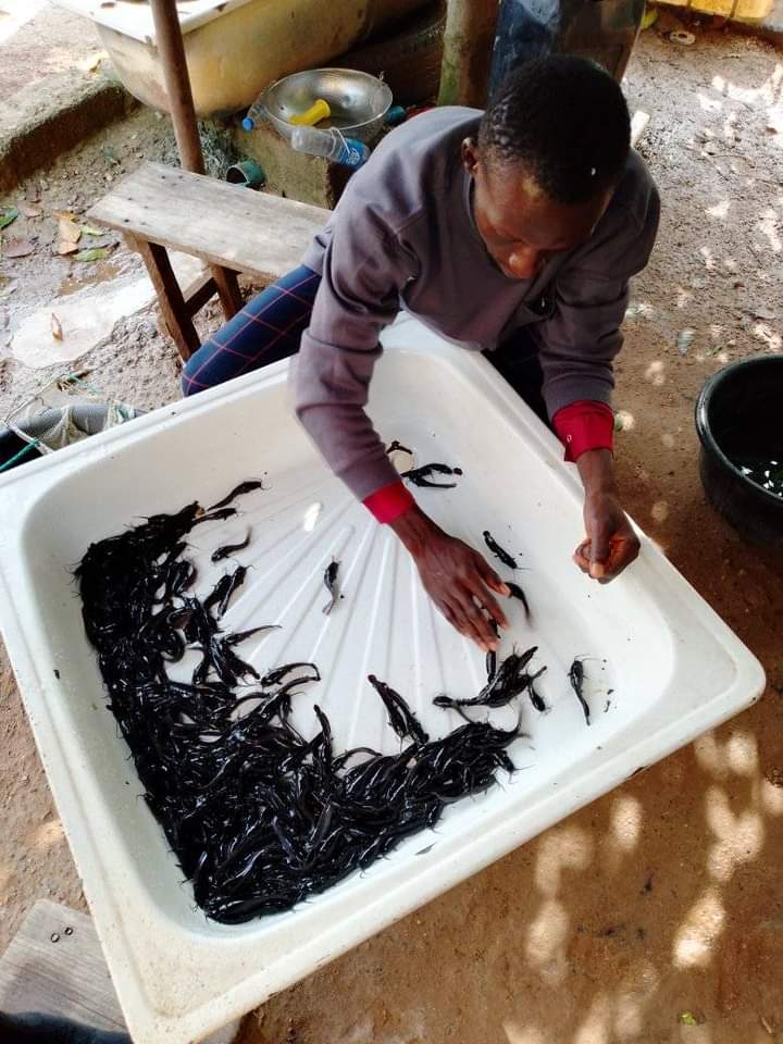torgaz1999's tweet photo. Are you looking for quality and health catfish fingerlings or hatchery training?
We offer:
🐟 Healthy, fast-growing fingerlings
🎓 Practical hatchery training
📊 Expert guidance for better results
Built on real experience — not theory.
📩 Message us now to order or book training. https://t.co/dPJwTORSCE