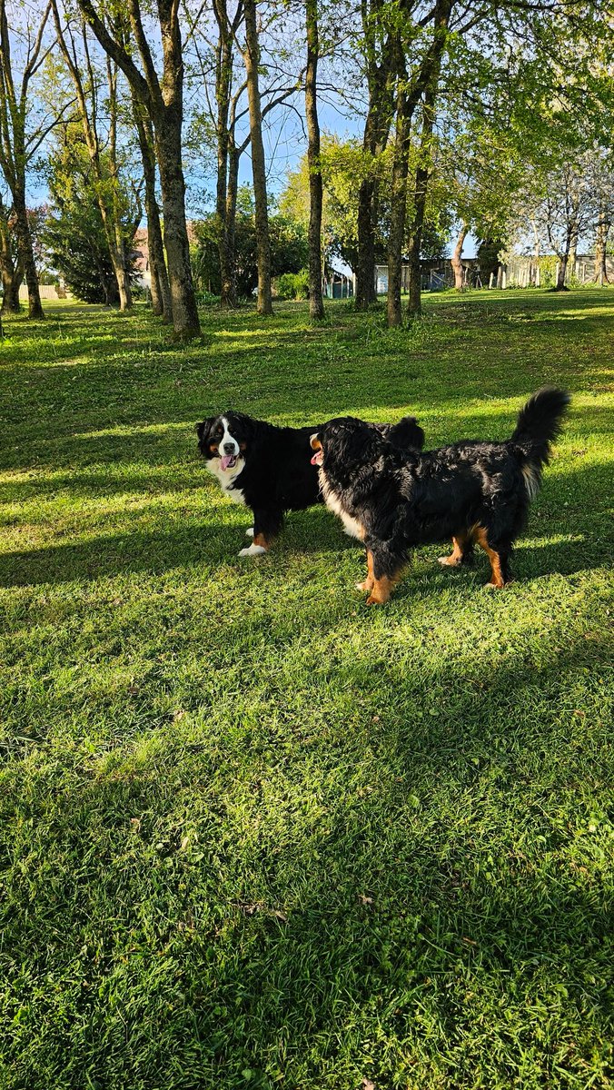 Mustang 🐻💫 Shelby 🐻 et Viking 🧸 tweet media