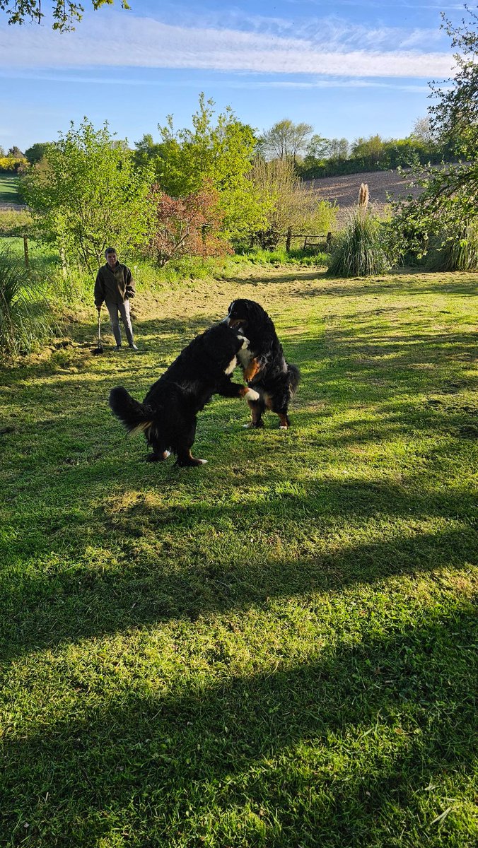 Mustang 🐻💫 Shelby 🐻 et Viking 🧸 tweet media