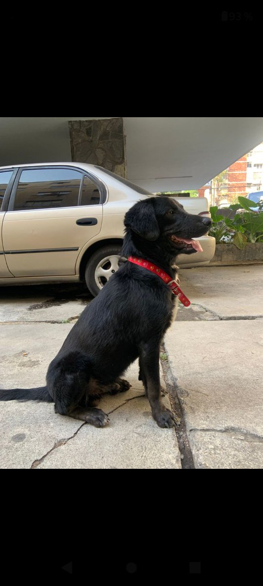 PerroUsuario Wof '•' tweet media