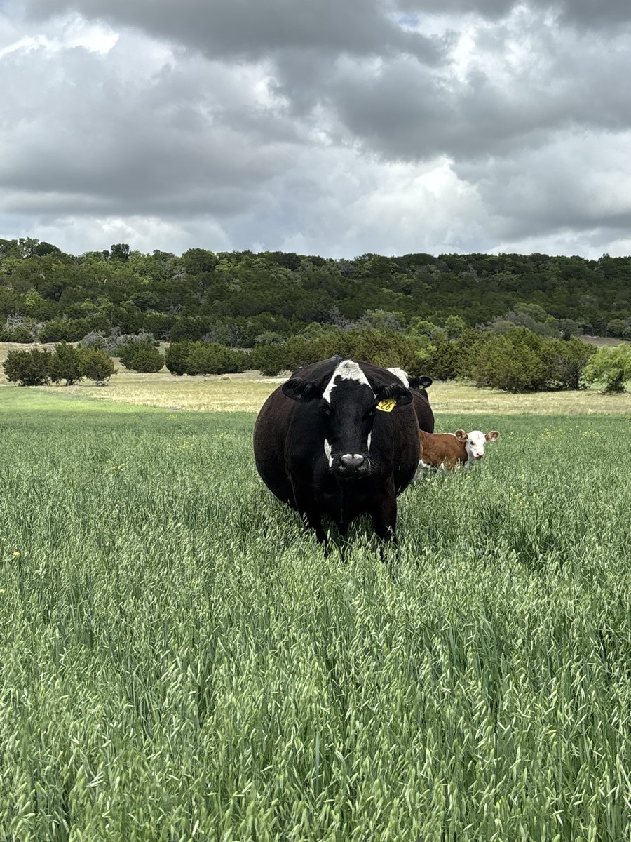 ElkinsCattleCo tweet media