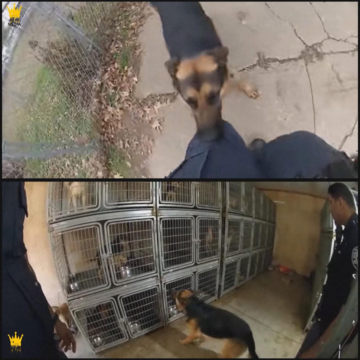 Mr PitBull tweet media