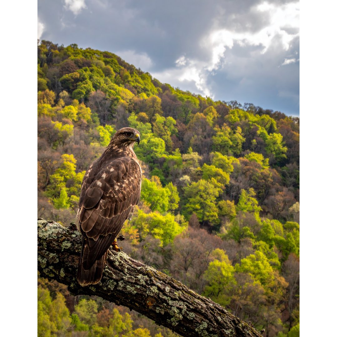 Lehigh Football Partnership tweet media