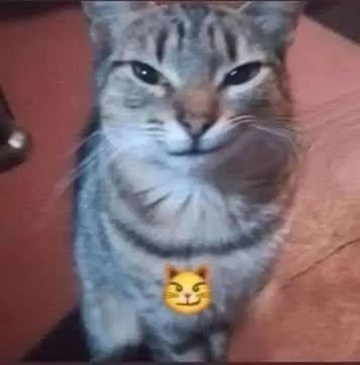 Zorua Chispitas tweet media