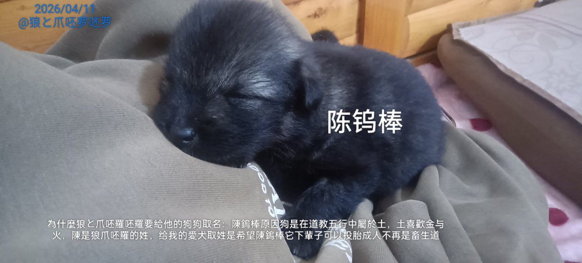 狼爪呸罗呸罗 tweet media