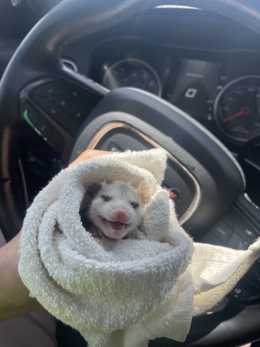 FHPOrlando's tweet photo. While assisting a disabled vehicle on I-95 in Brevard County, Trooper Wolff found this baby opossum after it was accidentally dropped from its mom. This little opossum was safely transported to a wildlife rehab center. 💙 #BrevardCounty #Trooper #FHP https://t.co/S4CuVBv3xU