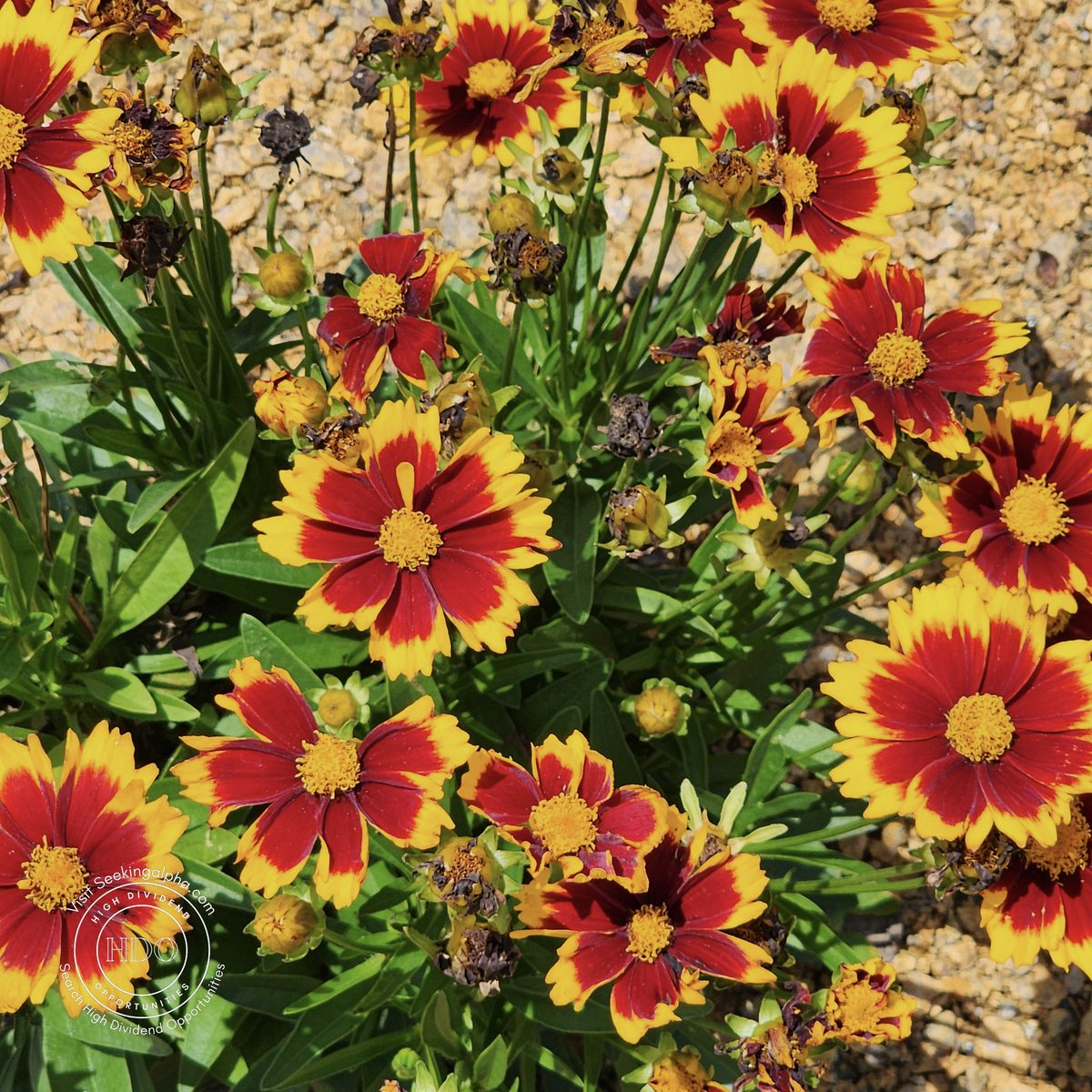 High Dividend Opportunities tweet media