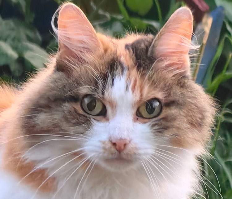 Кукусик Сибирский tweet media