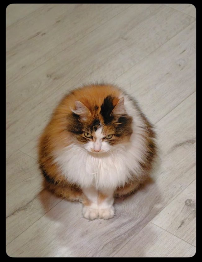 Кукусик Сибирский tweet media